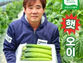 국내산 통오이지 20개